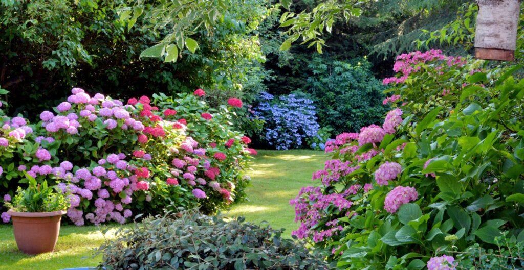 Schöner Garten mit Hortensien in der Bretagne