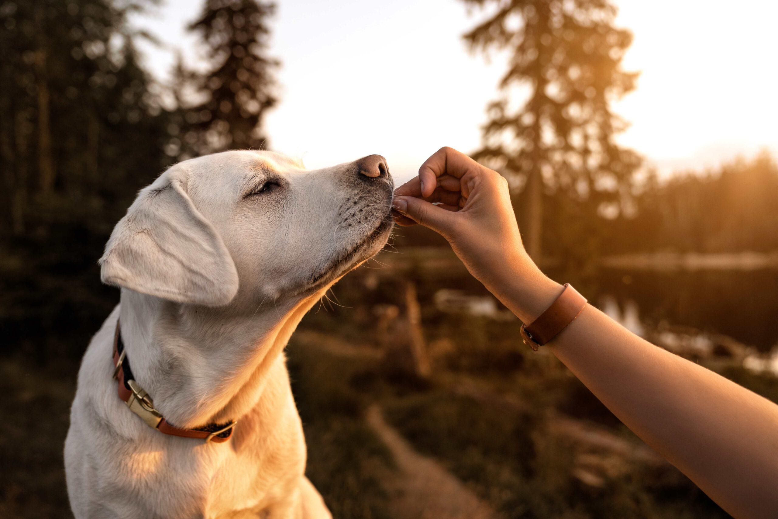Der junge, schöne Labrador-Retriever-Welpe frisst draußen während des goldenen Sonnenuntergangs etwas Hundefutter aus der Hand des Menschen