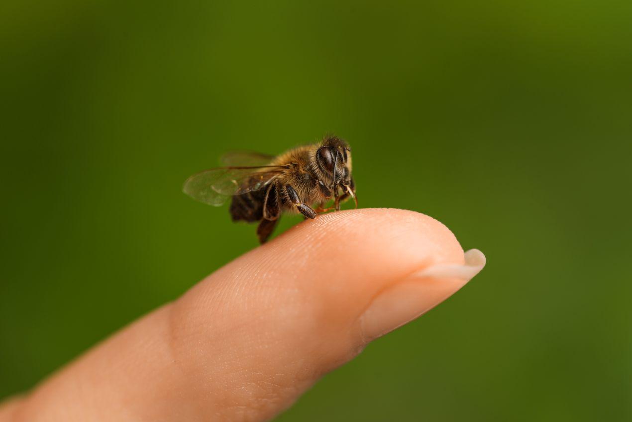 Nahaufnahme einer Biene, die sanft auf einem menschlichen Finger sitzt, vor grünem Hintergrund – Symbol für die natürlichen Ursprünge von Bienengift und seine Verwendung in Bienengift Serum Erfahrungen.